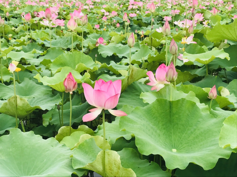 株洲千亩莲子种植基地直销