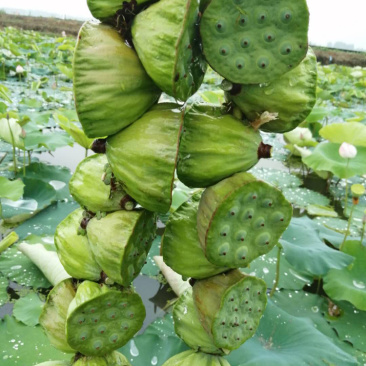 株洲千亩莲子种植基地直销