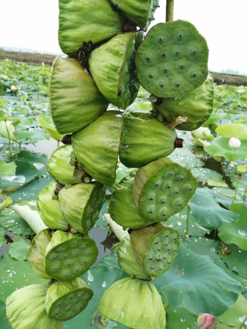 株洲千亩莲子种植基地直销