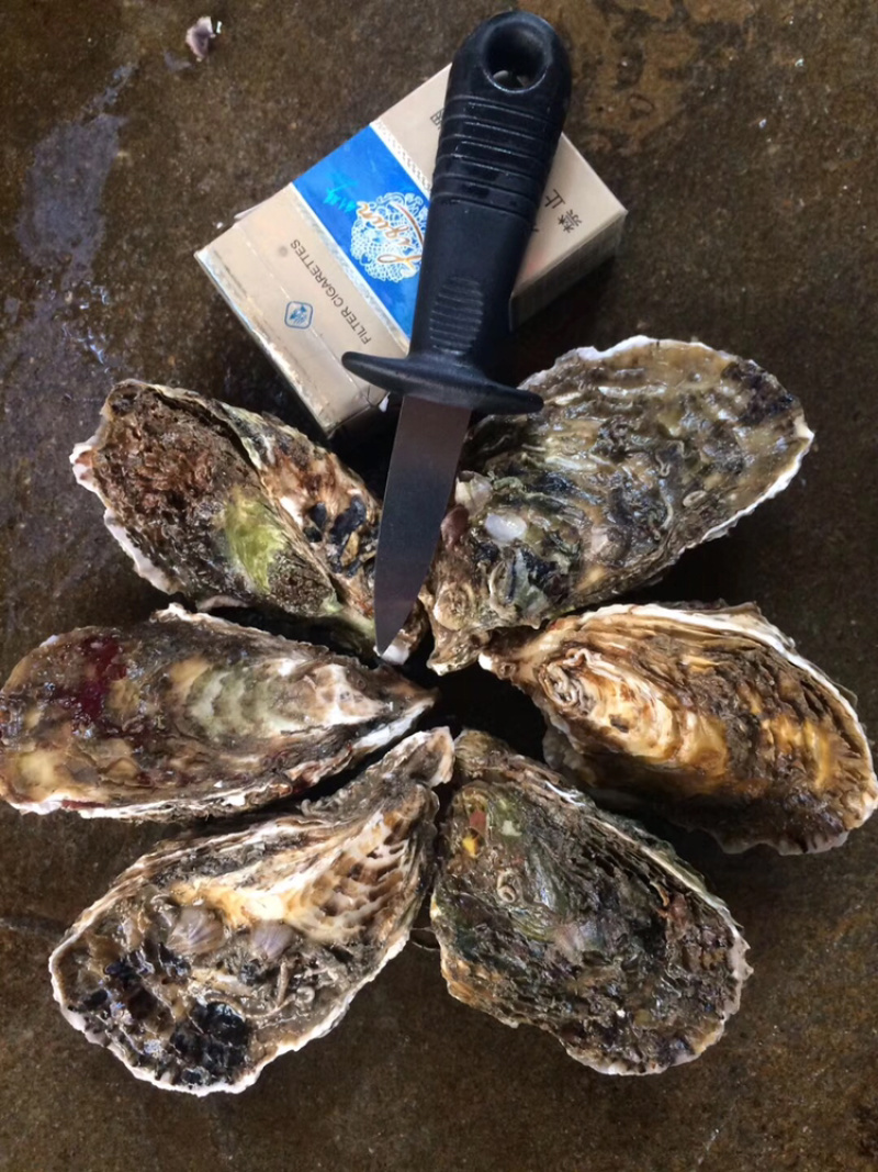 鲜活生蚝全壳牡蛎壳薄肉肥每天现捞现发保证新鲜