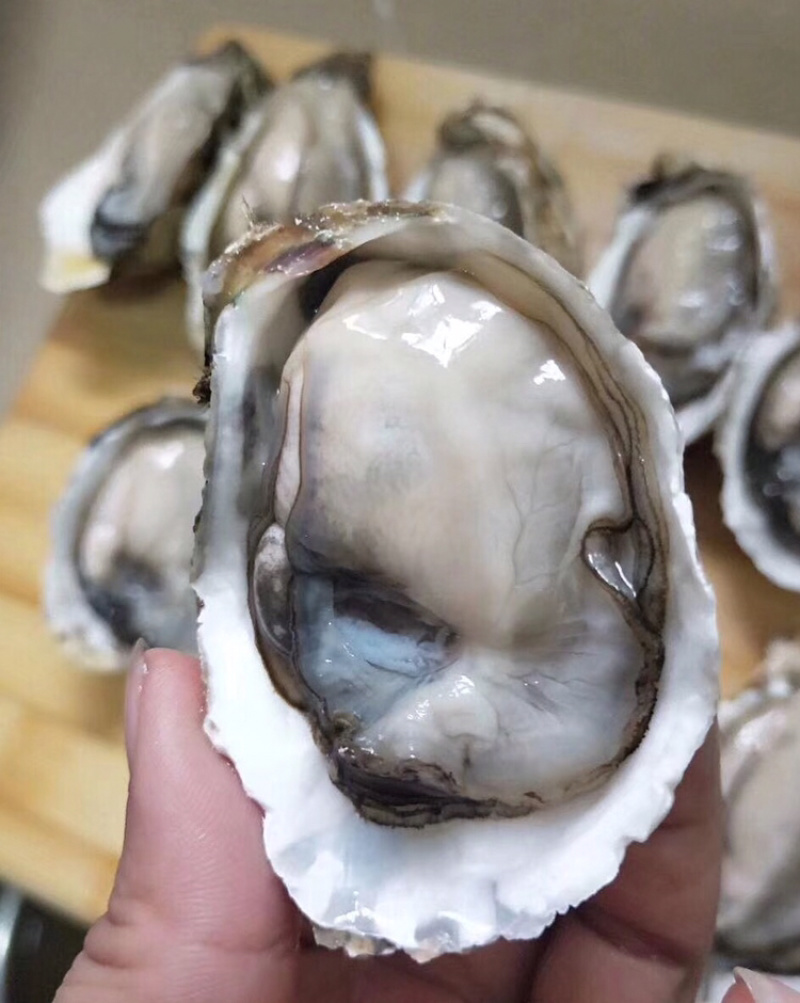 鲜活生蚝全壳牡蛎壳薄肉肥每天现捞现发保证新鲜