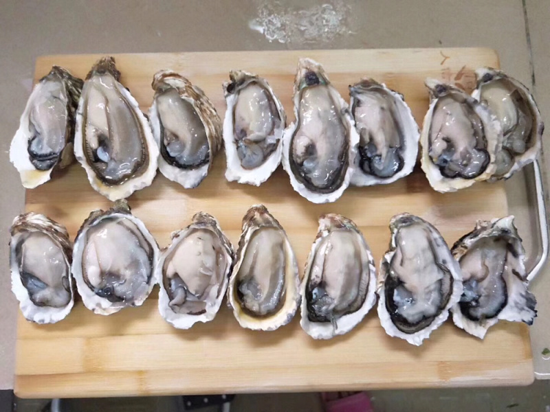 鲜活生蚝全壳牡蛎壳薄肉肥每天现捞现发保证新鲜