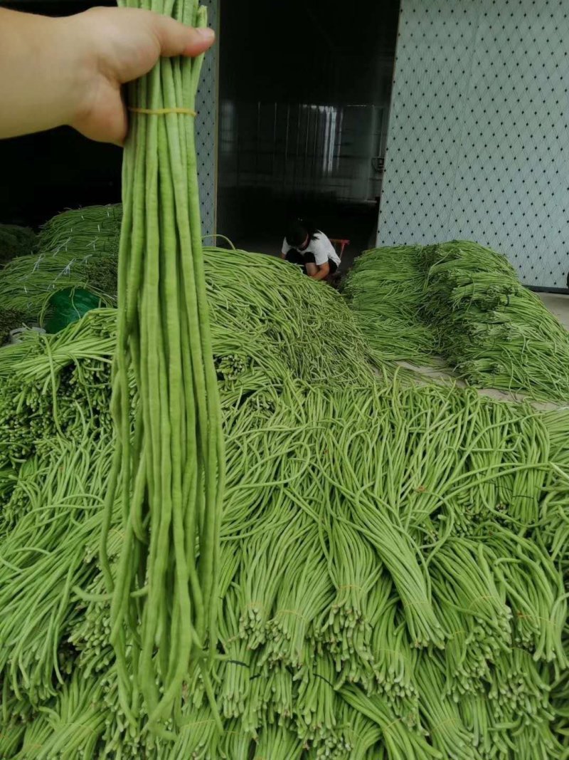 精选豇豆/长豆角上市，产地收购，货源充足，欢迎采购咨询