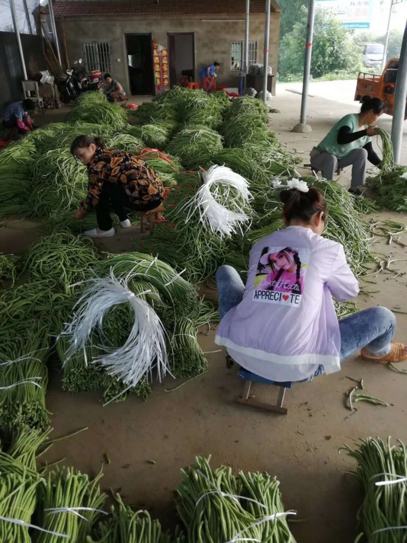 精选豇豆/长豆角上市，产地收购，货源充足，欢迎采购咨询
