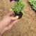 矮牵牛花，垂吊牵牛，粉，红，玫红，紫色。