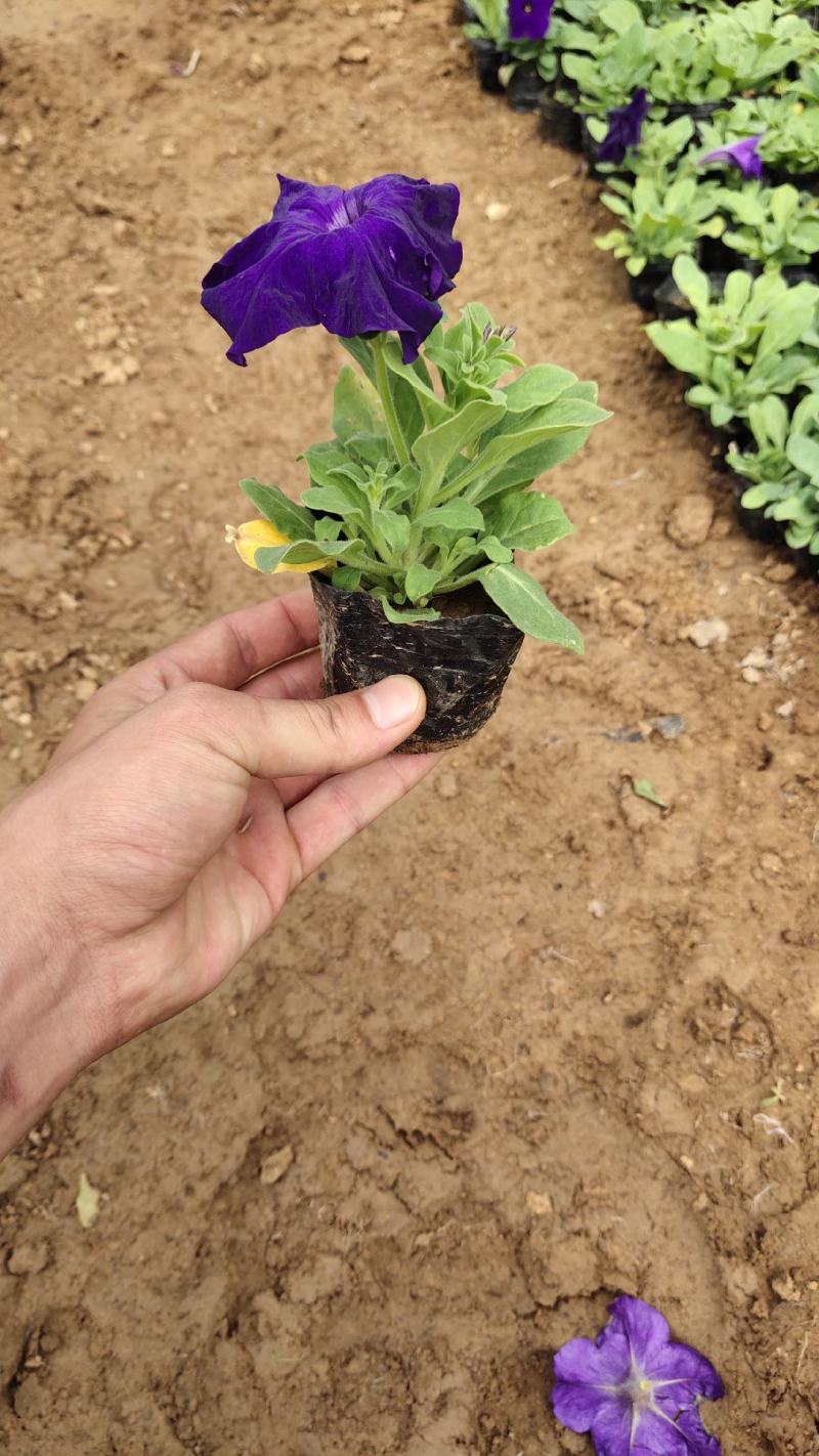 矮牵牛花，垂吊牵牛，粉，红，玫红，紫色。