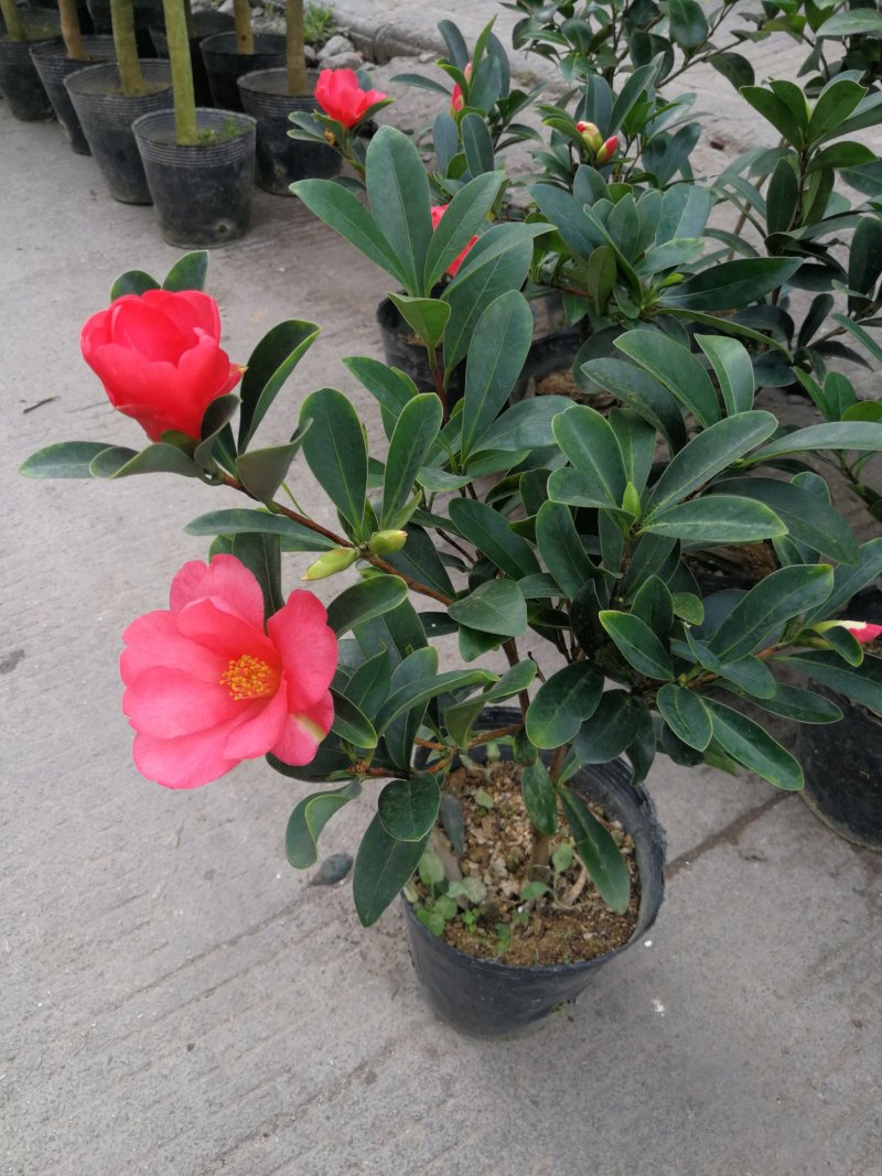 四季茶花盆栽山茶花茶花四季杜鹃花四季茶花基地直发四季桂花
