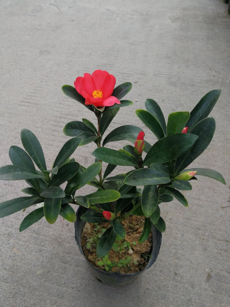 四季茶花盆栽山茶花茶花四季杜鹃花四季茶花基地直发四季桂花