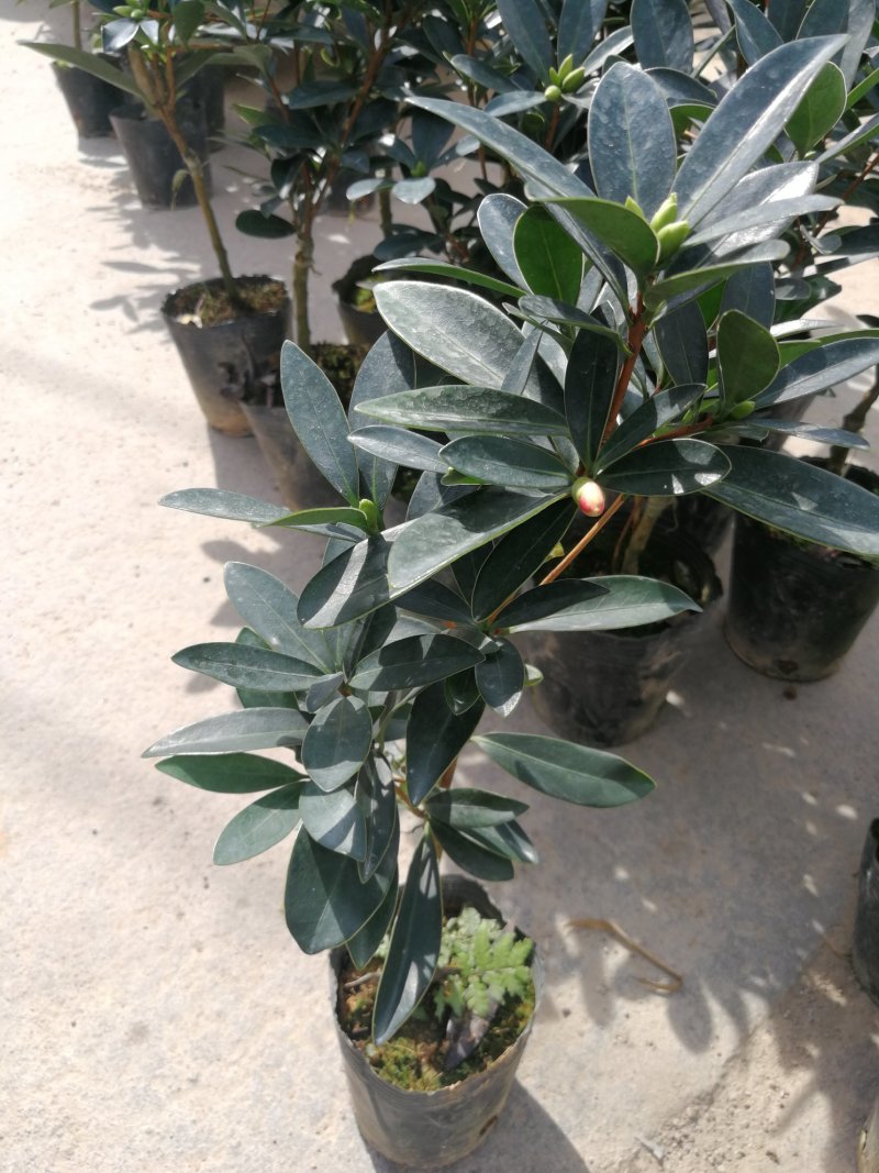 四季茶花盆栽山茶花茶花四季杜鹃花四季茶花基地直发四季桂花