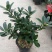 四季茶花盆栽山茶花茶花四季杜鹃花四季茶花基地直发四季桂花