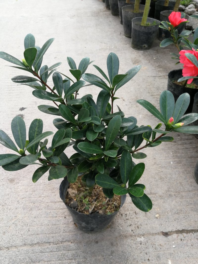 四季茶花盆栽山茶花茶花四季杜鹃花四季茶花基地直发四季桂花