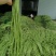 精选长豆角/豇豆上市中,质量可靠,颜色绿,欢迎客商采购
