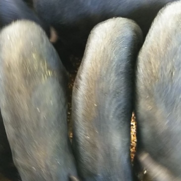 臧香猪30斤左右欢迎选购