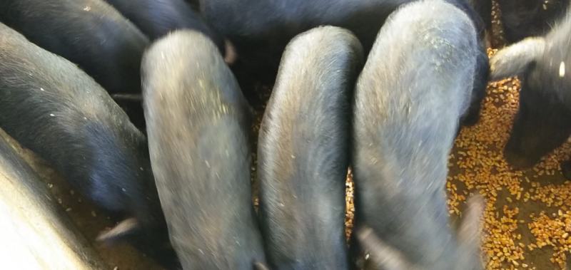 臧香猪30斤左右欢迎选购