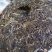 越陈越香普洱生茶17年云南勐海七子饼茶茶树王茶叶古树生普