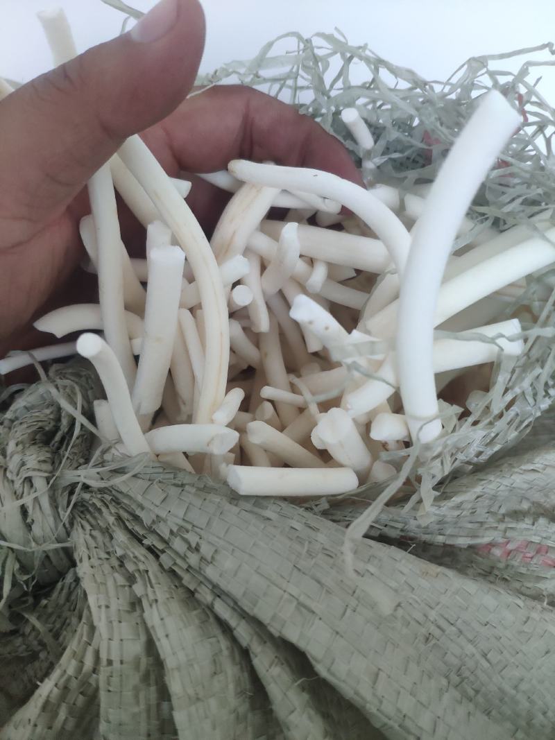 2020年新野生小通草，小通草药材，通乳专用