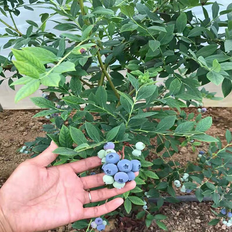 优质蓝莓苗品种多基地直销现挖现发包成活