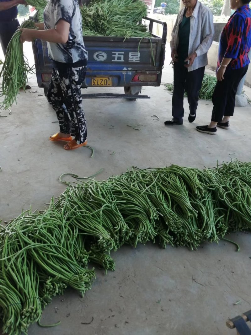 精选长豆角，豇豆，新鲜采摘，支持视频看货，质量可靠
