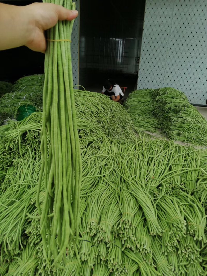 精选长豆角，豇豆，新鲜采摘，支持视频看货，质量可靠
