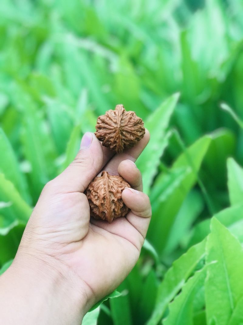 文玩核桃麻核桃青皮桃核