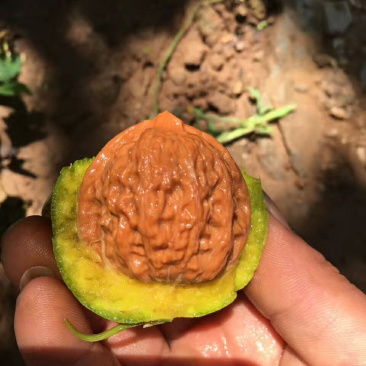 文玩核桃麻核桃青皮桃核