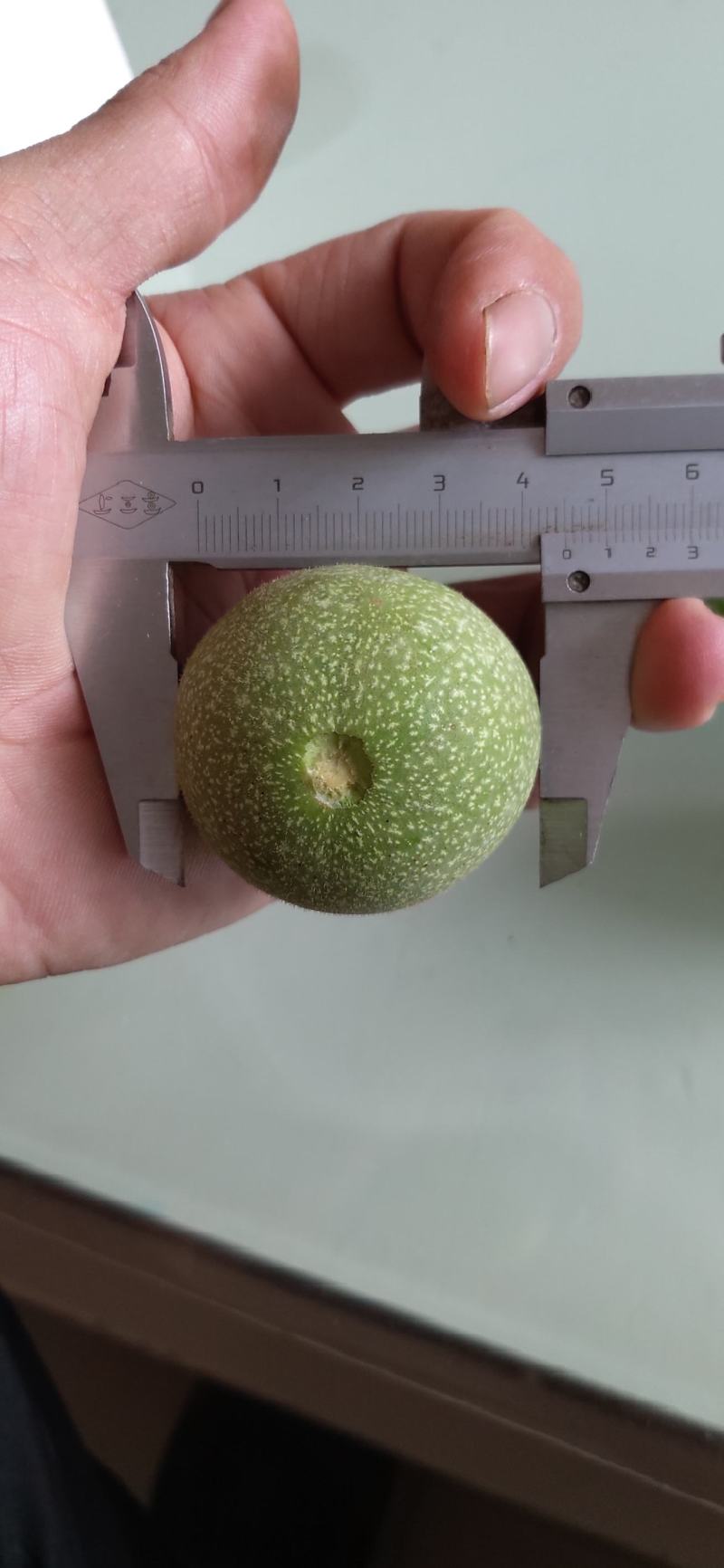 45以上辽系青皮核桃大量上市。太行山脚下气候适宜，品种纯