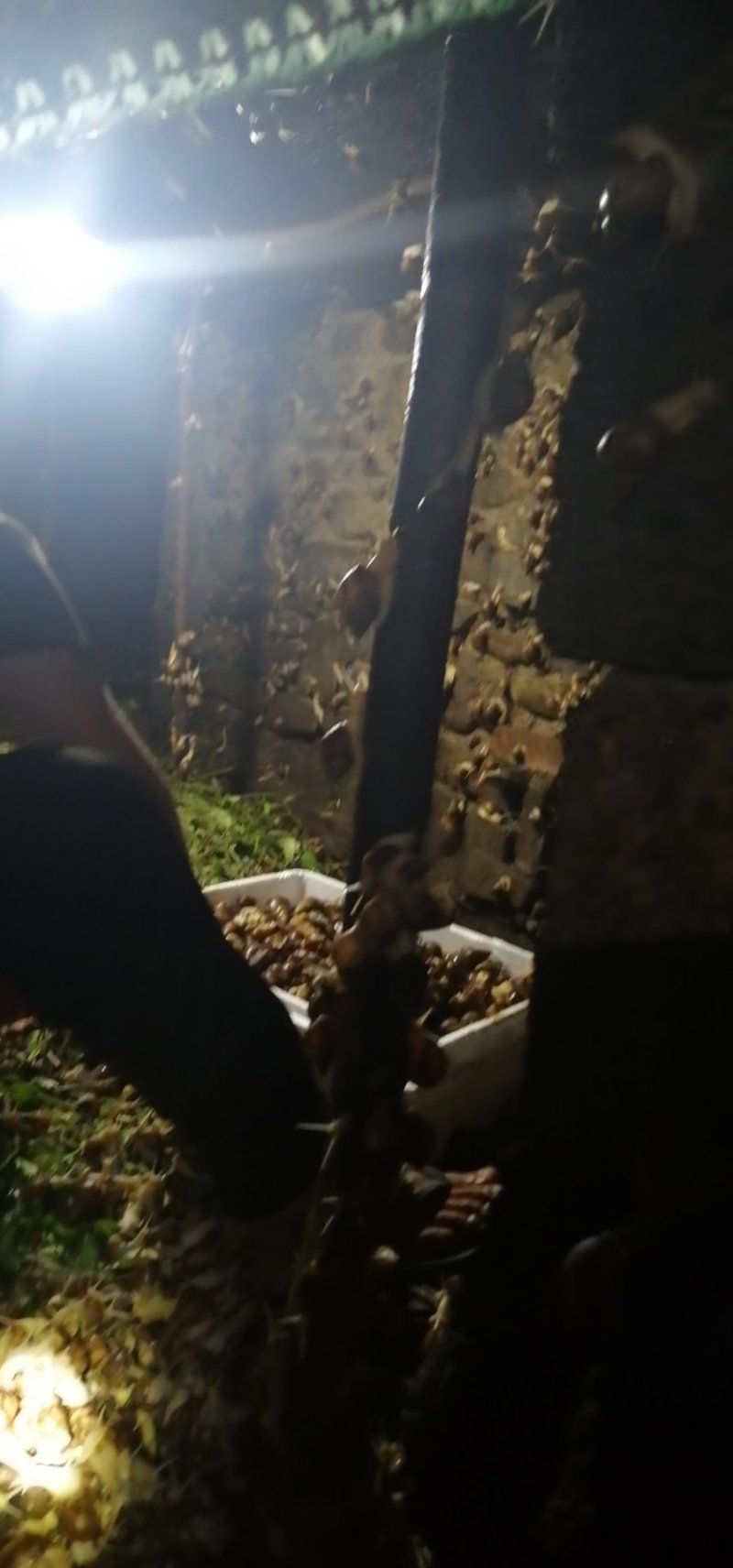 白玉蜗牛绝对物超所值