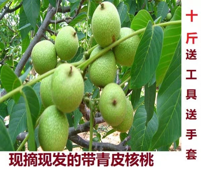 农家去青皮新鲜湿核桃嫩核桃生核桃鲜核桃大薄皮原味孕妇核桃