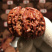 文玩核桃青皮，散货精挑都有，品种多货源充足