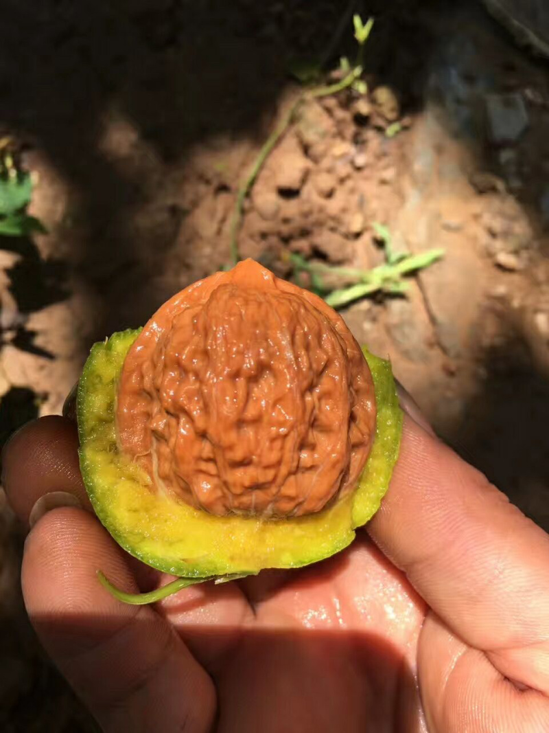 文玩核桃麻核桃青皮桃核手串