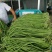 精品豇豆长豆角,基地供货,新鲜采摘,颜色绿,货源充足