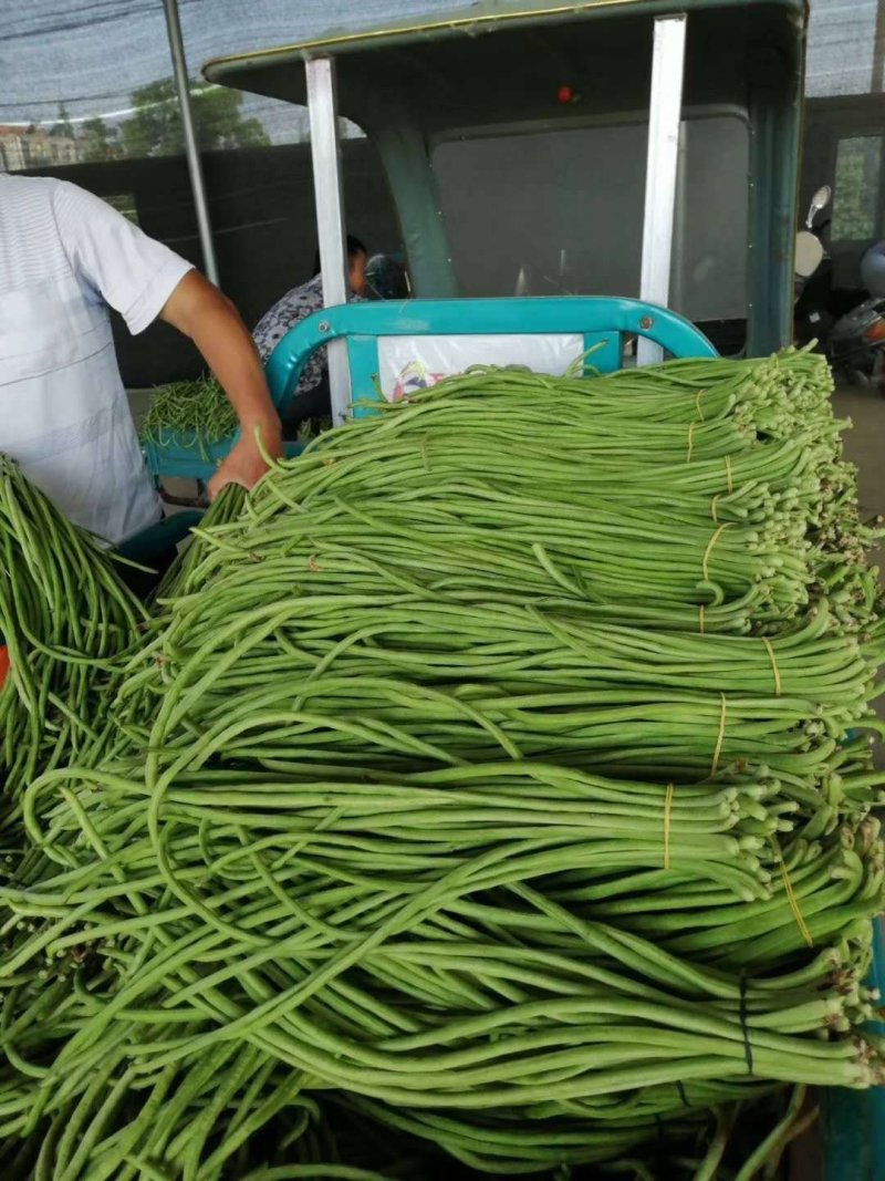 精品豇豆长豆角，基地供货，新鲜采摘，颜色绿，货源充足