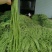 精品豇豆长豆角,基地供货,新鲜采摘,颜色绿,货源充足