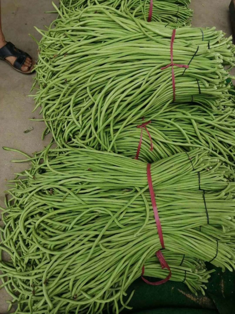 精品豇豆长豆角，基地供货，新鲜采摘，颜色绿，货源充足