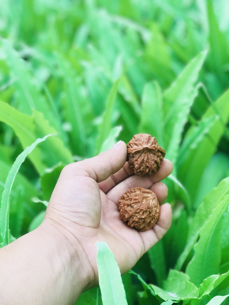文玩核桃，喜欢什么品种联系我！