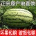 甘肃西瓜硒砂瓜金花一号西瓜产地直供诚信报价视频看货