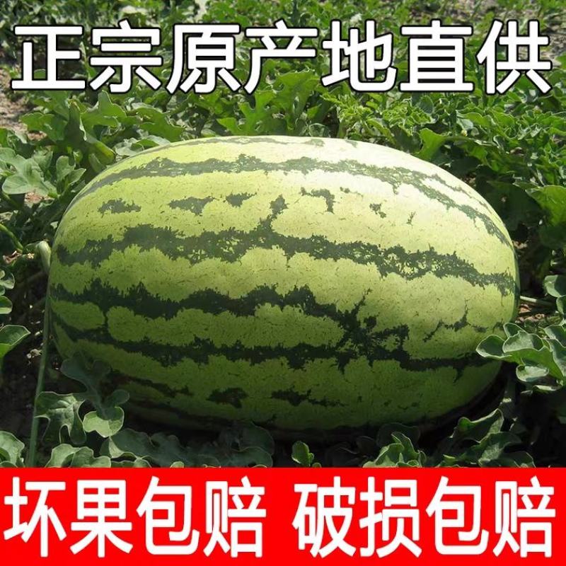 甘肃西瓜硒砂瓜金花一号西瓜产地直供诚信报价视频看货