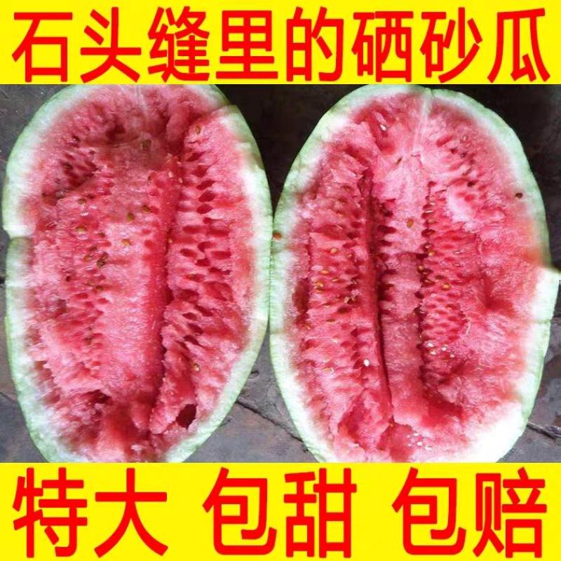 甘肃西瓜硒砂瓜金花一号西瓜产地直供诚信报价视频看货