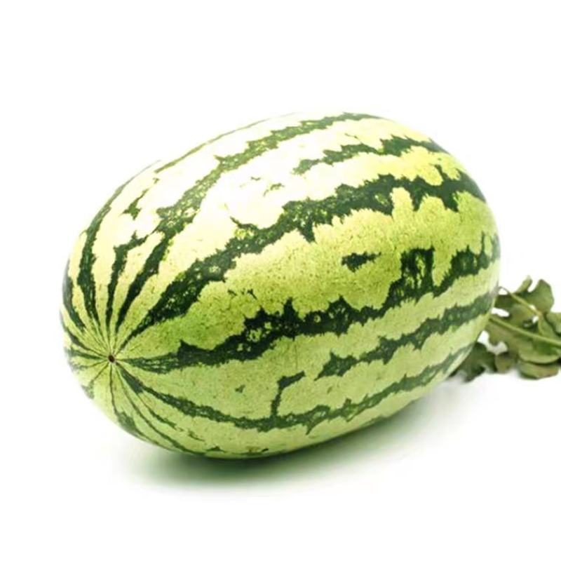 甘肃西瓜硒砂瓜金花一号西瓜产地直供诚信报价视频看货