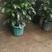 幸福树盆栽，四季常青观叶类盆栽，净化空气吸甲醛。