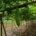 新苗苦瓜开市啦，欢迎采购