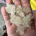 雪燕，缅甸拉丝雪燕，