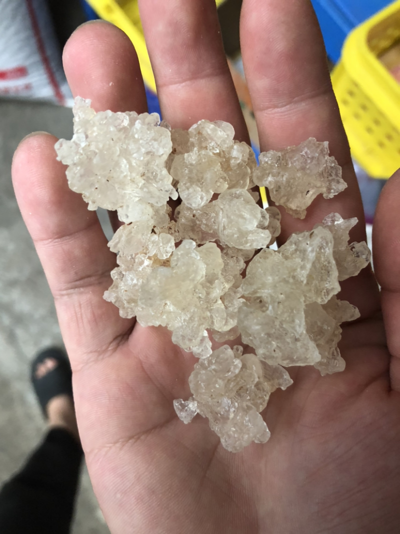 雪燕，缅甸拉丝雪燕，