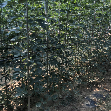 白蜡速生白蜡2到10公分量大，10到15公分1万棵