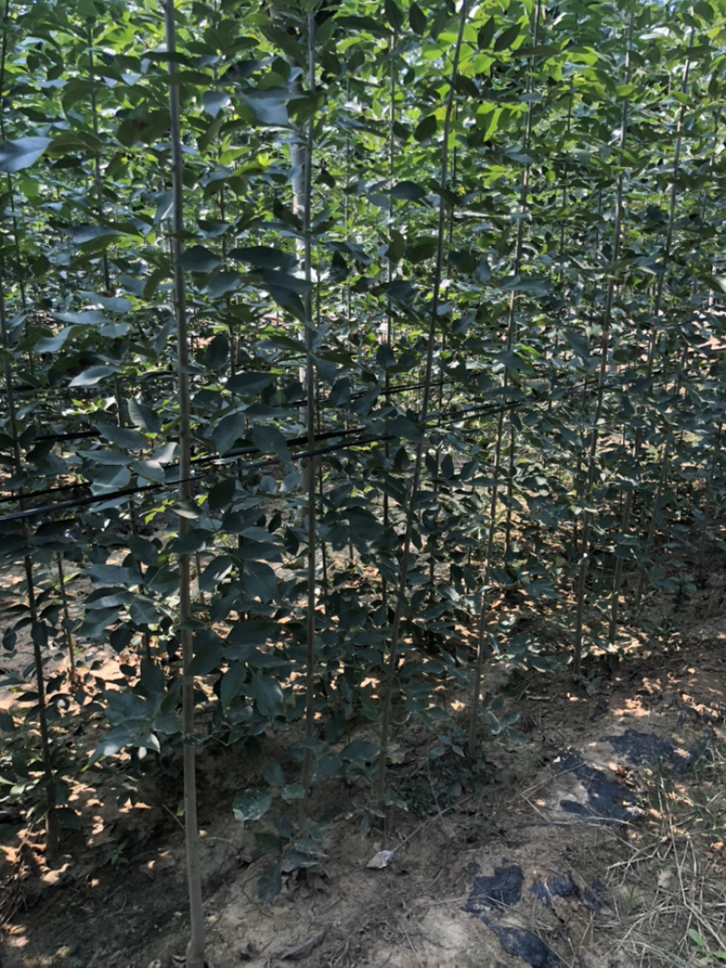 白蜡速生白蜡2到10公分量大，10到15公分1万棵