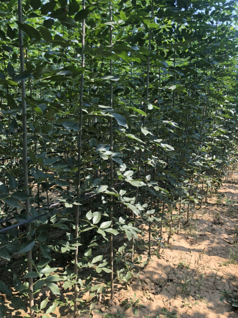 白蜡速生白蜡2到10公分量大，10到15公分1万棵
