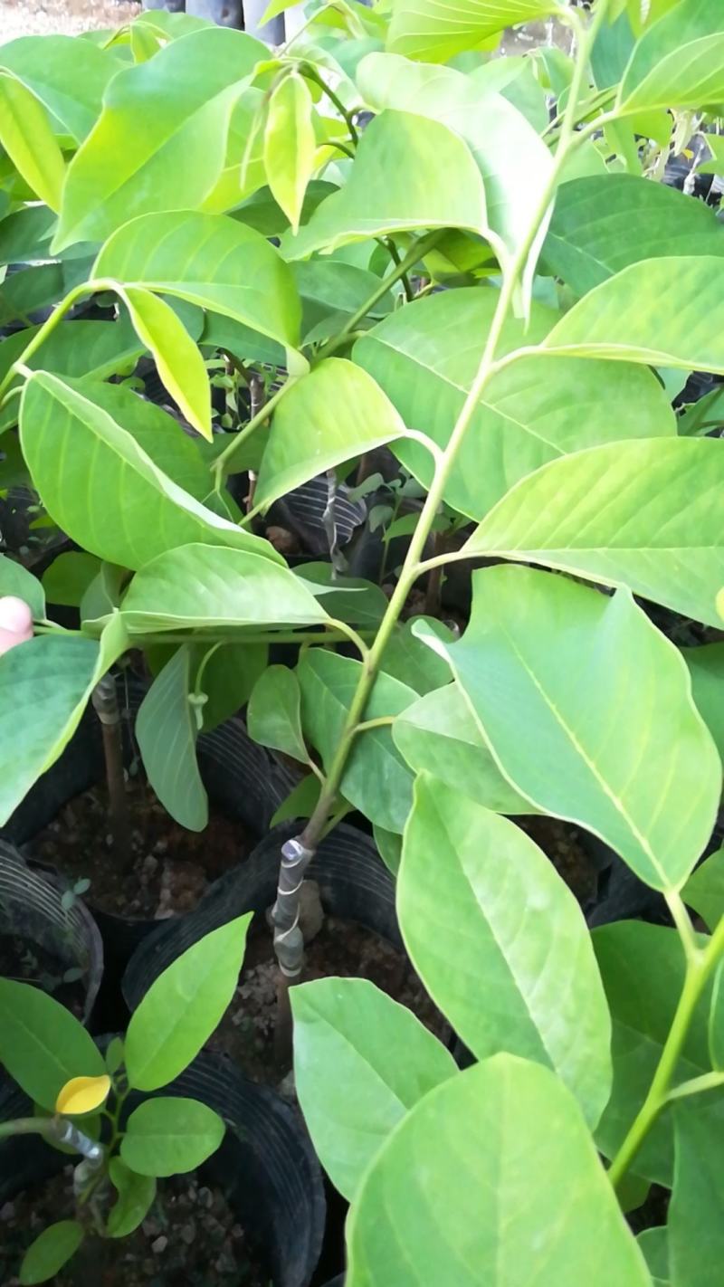 正宗优质凤梨释迦果苗（新苗）（嫁接苗，杯苗）