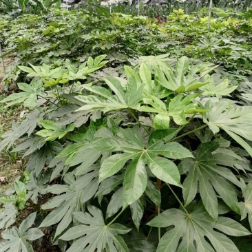 出售八角金盘杯苗，高度40-60升