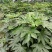 出售八角金盘杯苗，高度40-60升