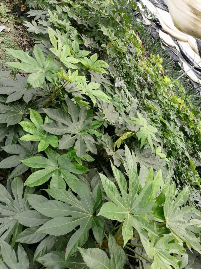 出售八角金盘杯苗，高度40-60升